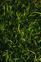 Obraz premium Autumn Grass