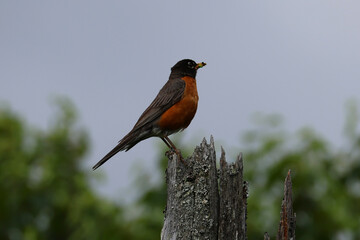 America Robin in Gaspesie Park, Nova Scotia