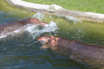 Fototapeta premium hippopotame