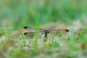 Selective Focus on a dragonfly sitting in the grass and enjoying the rain