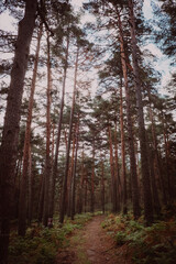 trees in the forest
