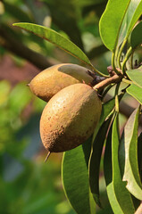 sapodilla fruit on the tree