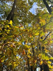 yellow leaves on the tree branches, golden fall in the park
