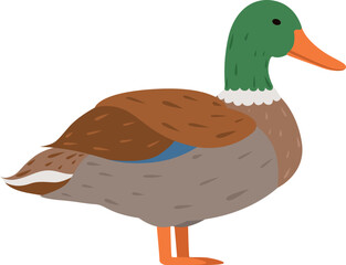Duck icon. Farm bird. Domestic animal character