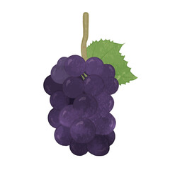 Illustration of cute large grapes
