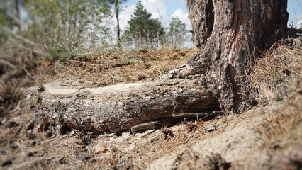 Fototapeta na wymiar tree roots sticking out
