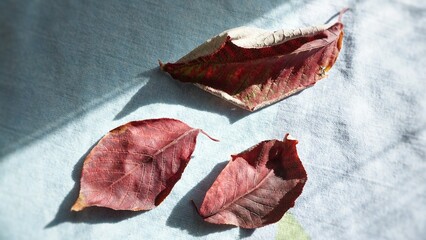 dried colorful leaves