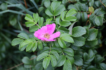 Flowers of Brier Island, Nova Scotia