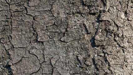 texture of old dry tree bark