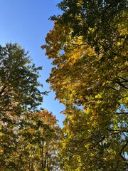 yellow leaves on the tree branches, golden fall in the park