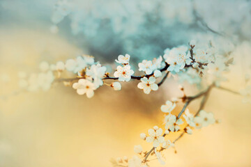 Beautiful white cherry blossoms bloom on a sunny spring day. The beauty of nature. Flowering in late spring.
