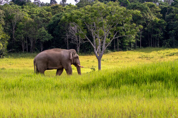 Fototapeta premium big animals