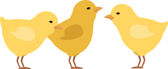 Chicks standing. Farm animals. Cute little chickens