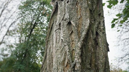 tree bark texture cut