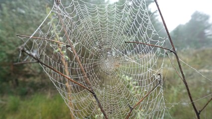 cobweb on a branch dew moisture morning fog forest