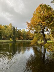 Fototapeta premium autumn trees reflection on the surface of the pond in the park, golden fall