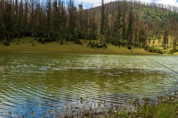 Obraz premium Scenic Ooty Lake, blue and white sky, reflection visible in water, nature's gift of greenery everywhere is the perfect place for fishing in Ooty.