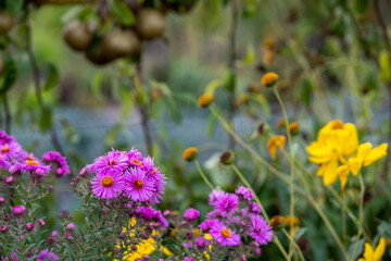 Bright pink aster flowers growing in a garden in Wimpole, Cambridgeshire, UK in autumn.