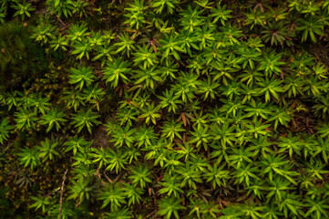 Group of small wild weeds forming a beautiful texture pattern background