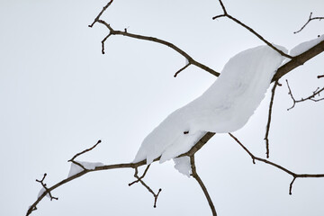 Thick branches of Christmas trees are covered with snow