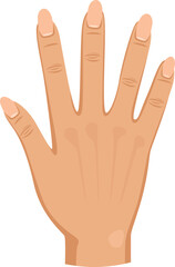 Fototapeta premium Female hand. Human palm with fingers color icon