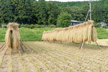稲刈りの後自然乾燥の稲