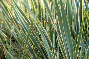 Green leaves pattern background, Natural background and wallpaper