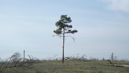 Fototapeta na wymiar lonely pine tree in the field
