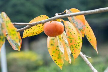 秋を代表するイメージの柿