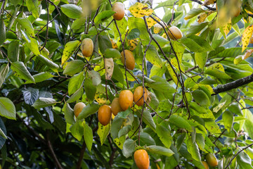 秋を代表するイメージの柿