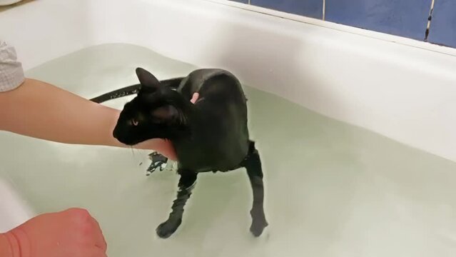 Black cat in water taking bath. Black oriental cat making loud meow sounds, 4K video clip