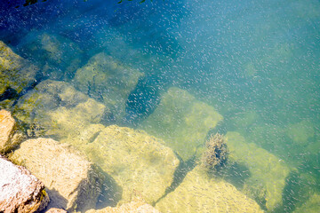 Poissons dans la rivière l'Ain