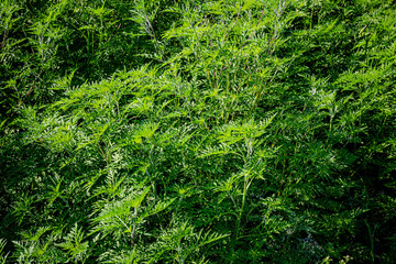Ambroisie &agrave; feuilles d'armoise