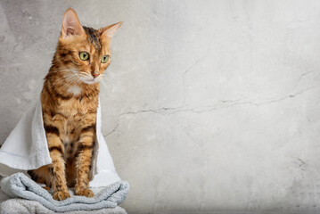 Bengal cat in a towel after bathing.