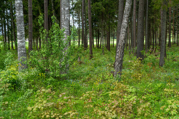 forest in spring