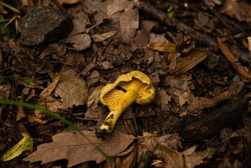 golden chanterelles  Cantharellus cibarius gathering in forest in October