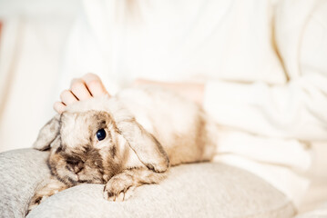 Girl hugs a cute rabbit at home.a girl with a rabbit, bunny pet.