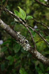 Parmotrema perlatum, commonly known as black stone flower on a tree branch