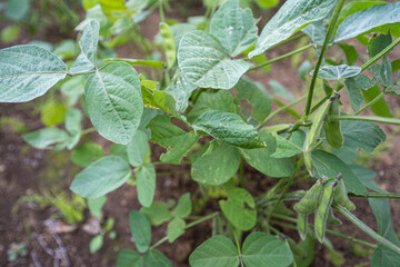 春先に植えた枝豆、成長して今が収穫時期（6月）