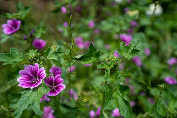 ウスベニアオイの存在感のある、鮮やかな紫色の花