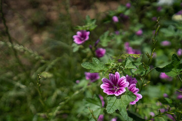 初夏の散歩の途中で見つけた、ウスベニアイオイの花（6月）