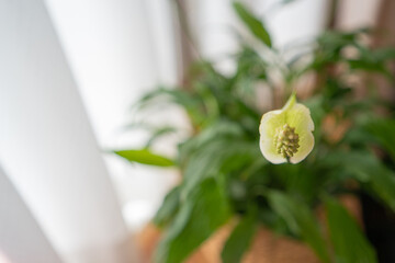 室内を彩る、窓際のスパティフィラムの花