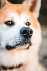 Portrait of red and white akita inu purebred cute dog sitting outdoors in the park. Selective focus on black nose