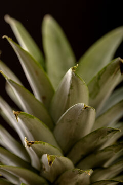 pineapple close up