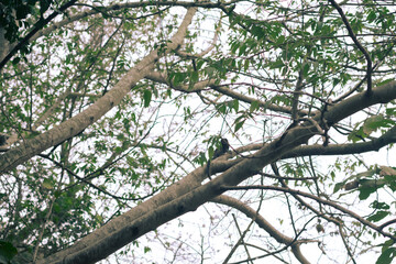 bird on a branch