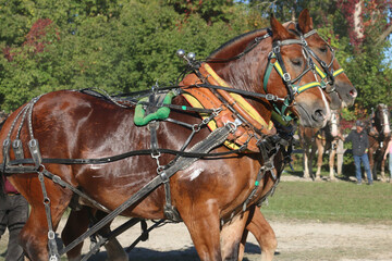 Obraz premium Heavy Horses pulling in horse pull competition at fall fair in beautiful fall weather