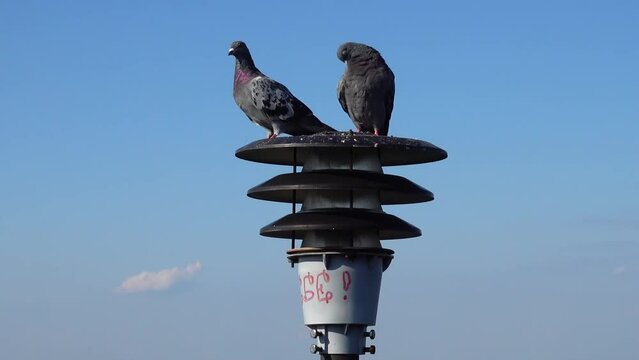 Pigeons sit on a lantern in the background of the city.