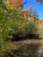 autumn trees reflection on the surface of the pond in the park, golden fall