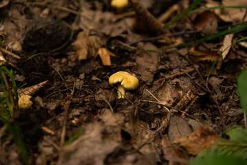 golden chanterelles  Cantharellus cibarius gathering in forest in October