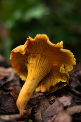 golden chanterelles  Cantharellus cibarius gathering in forest in October